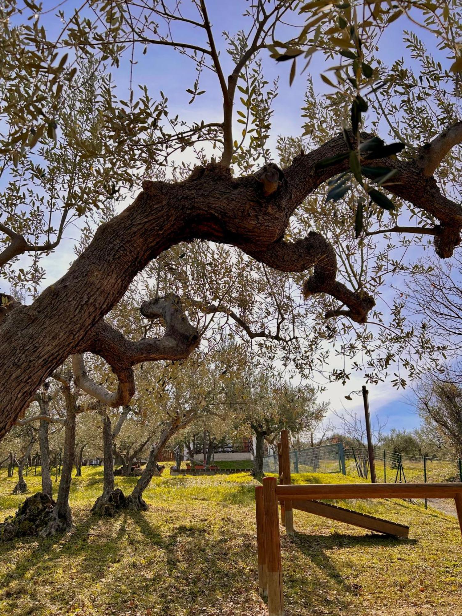 Villa Oasi Macerina Alanno Exterior foto